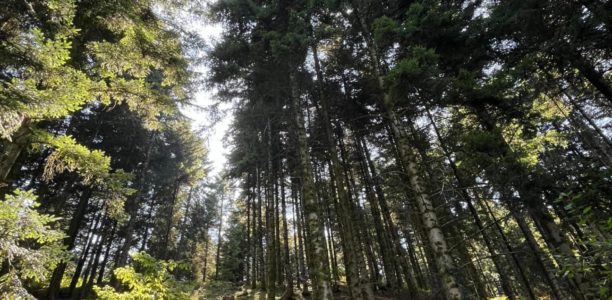 Retraite de Yoga – L&rsquo;éveil du printemps – Avril 2026